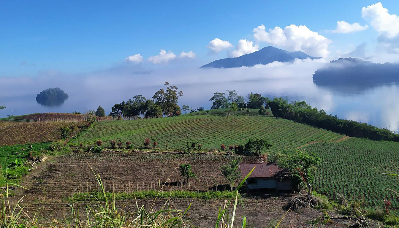 Vin nature et biodynamie sous climat tropical : le défi des vignerons asiatiques