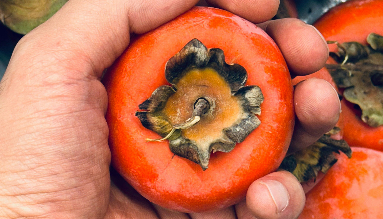 découvrez les risques liés à la consommation prématurée du kaki astringent et apprenez quand il est sûr de le déguster pour éviter tout désagrément.