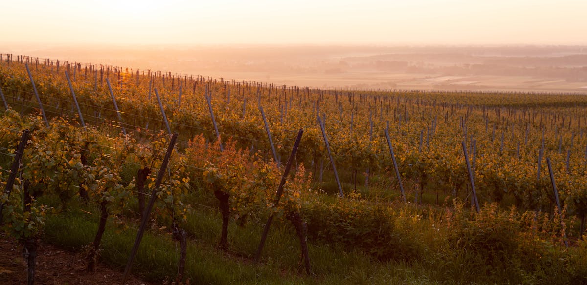 Vignoble Francais Automne Jura