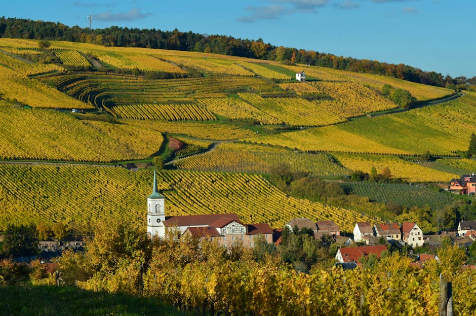 Vignoble Jura Vin Jaune