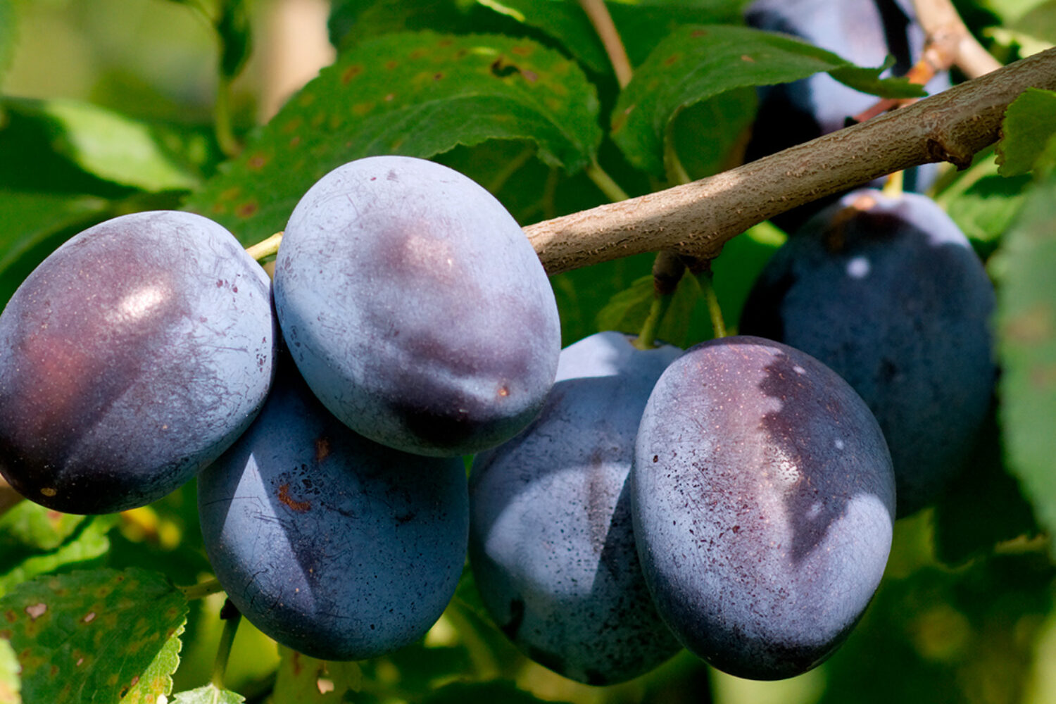 Fruit en Q : existe-t-il des exemples ? Pistes et astuces de jeu