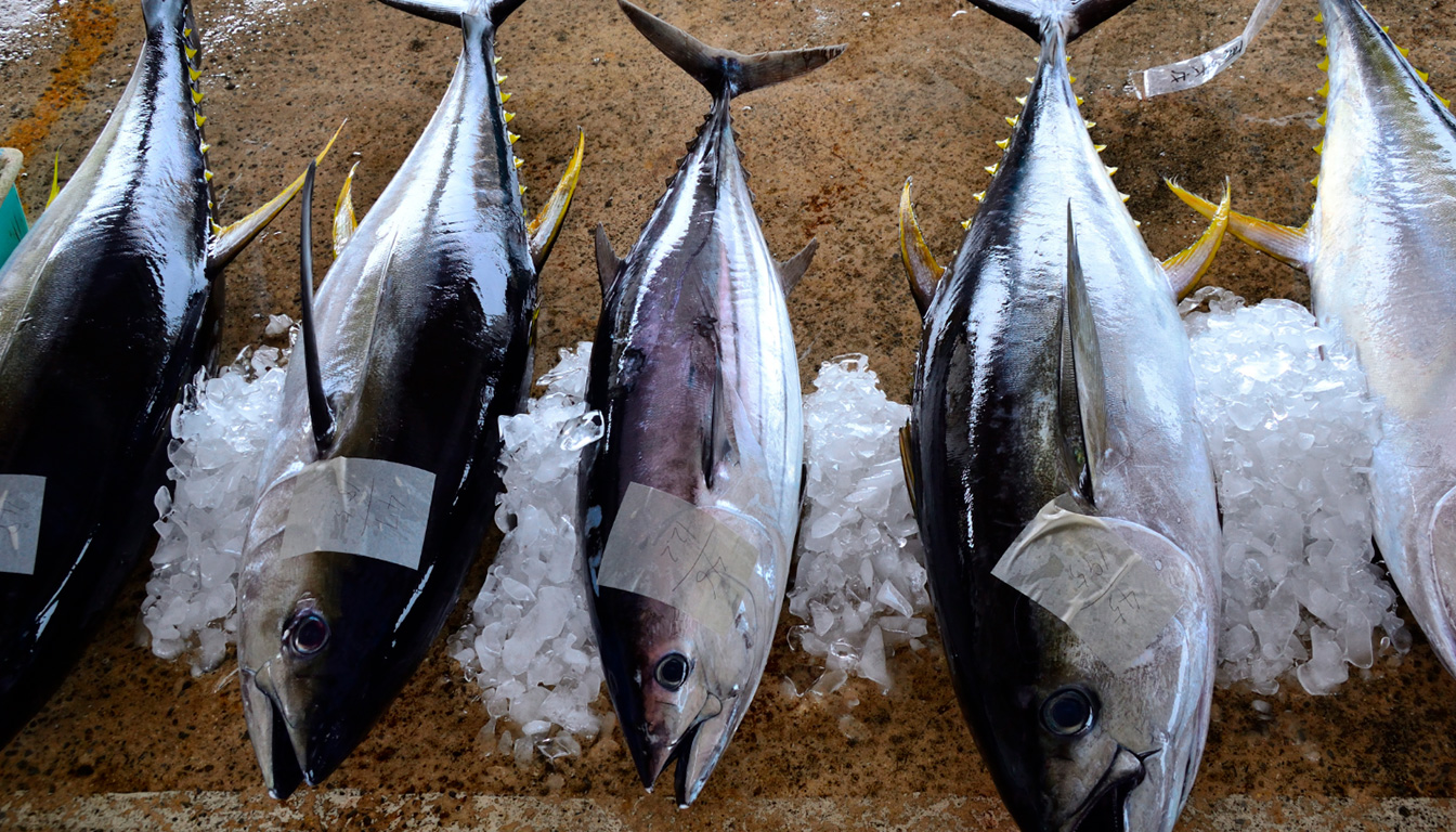 découvrez tout sur le thon albacore : ses origines, ses caractéristiques uniques et ce qui le distingue des autres types de thon.