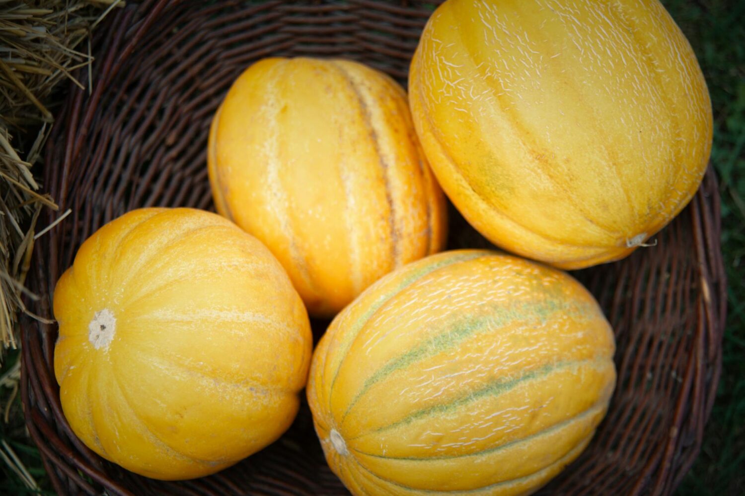 Combien de melons par pied peut-on espérer récolter ?