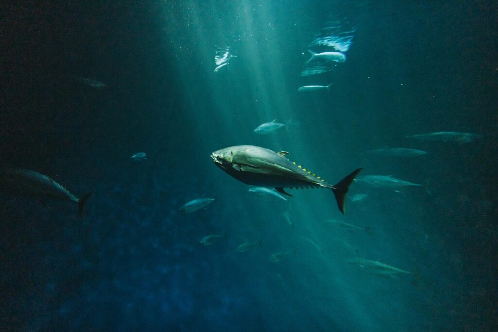 Thon albacore origines, caractéristiques et — thon albacore nageant dans l'océan