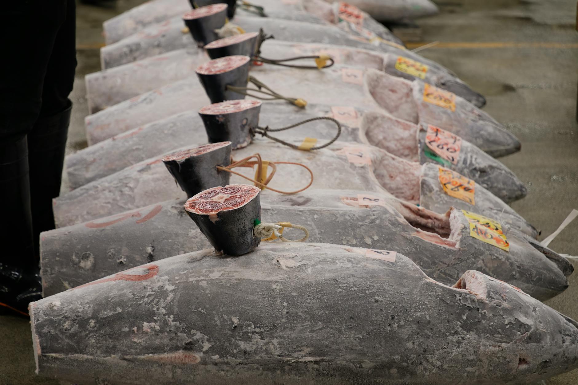Thon listao vs thon albacore : comprendre les vraies différences thon par thon — thon albacore frais étal de poisson