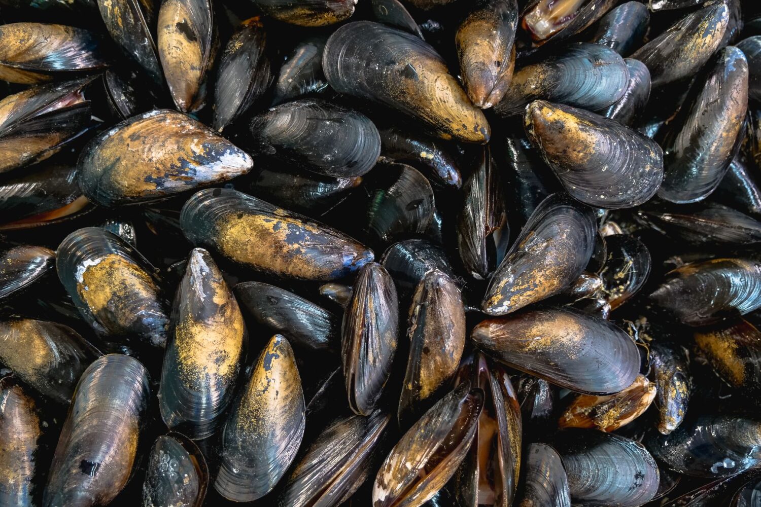 Peut-on congeler des moules crues sans risque ?