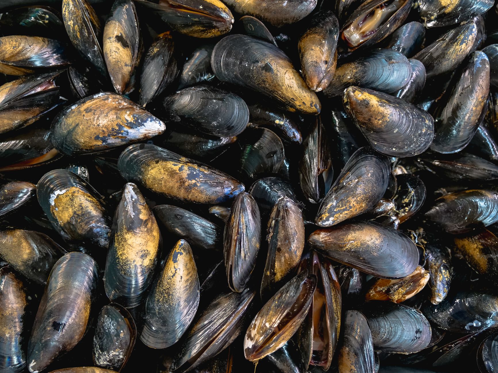 Peut-on congeler des moules crues — moules crues fraîches sur glace