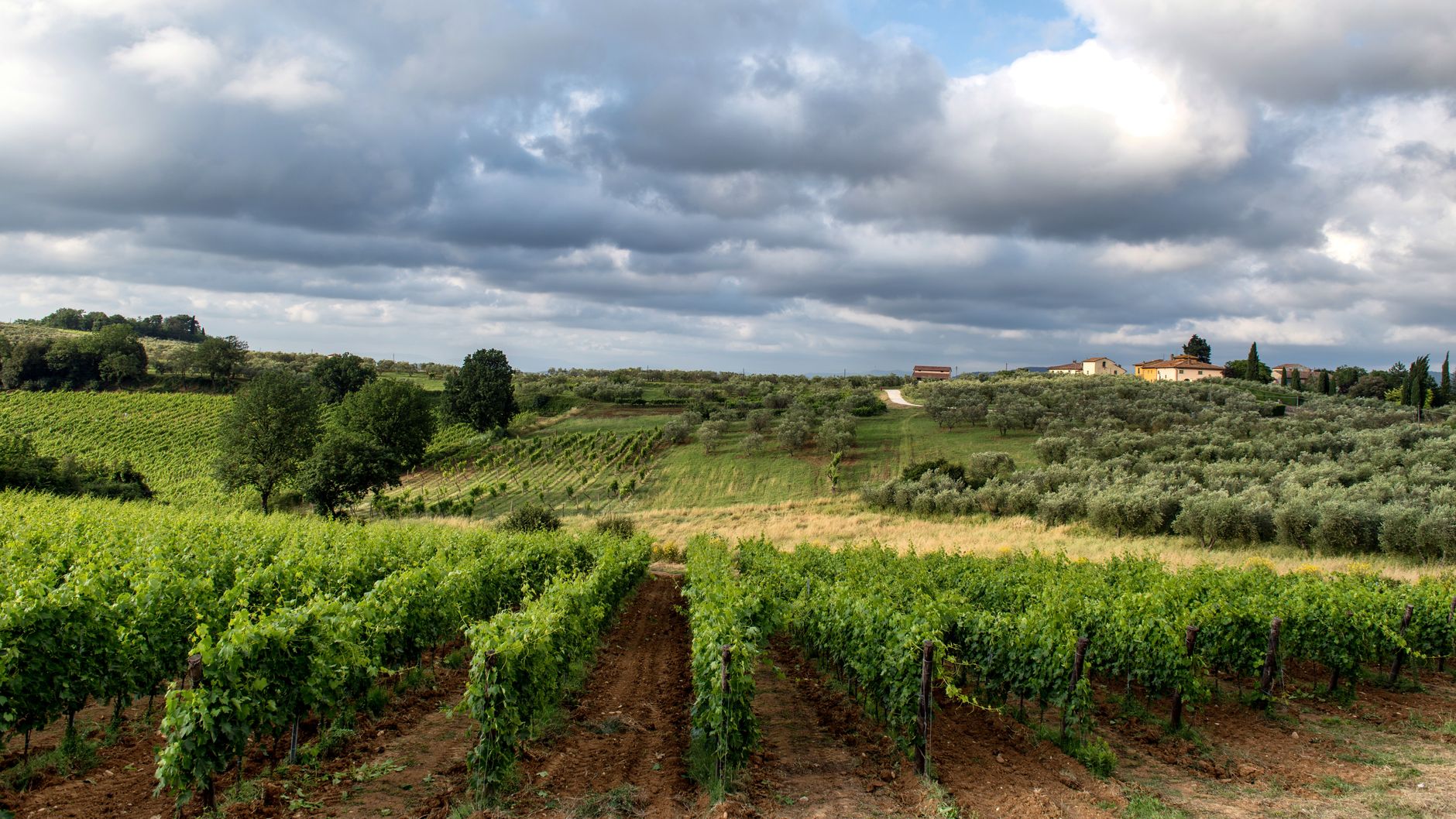 Vinovalie présentation de cette cave — paysage vignoble cave coopérative