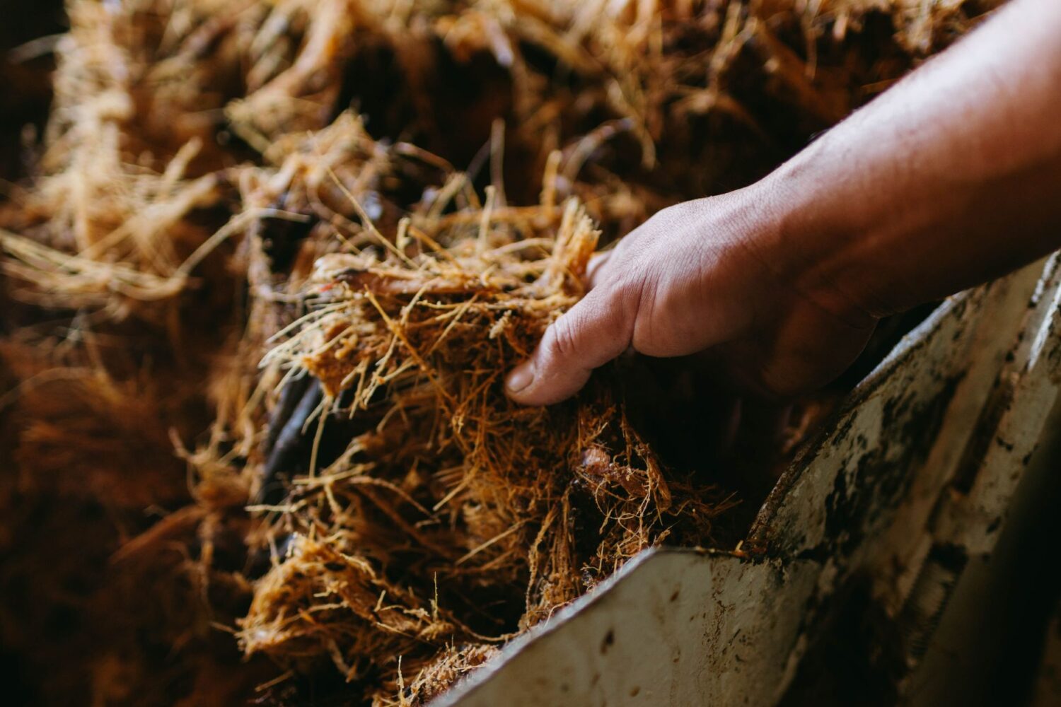 Tequila Azul : particularités, fabrication et façons de la déguster