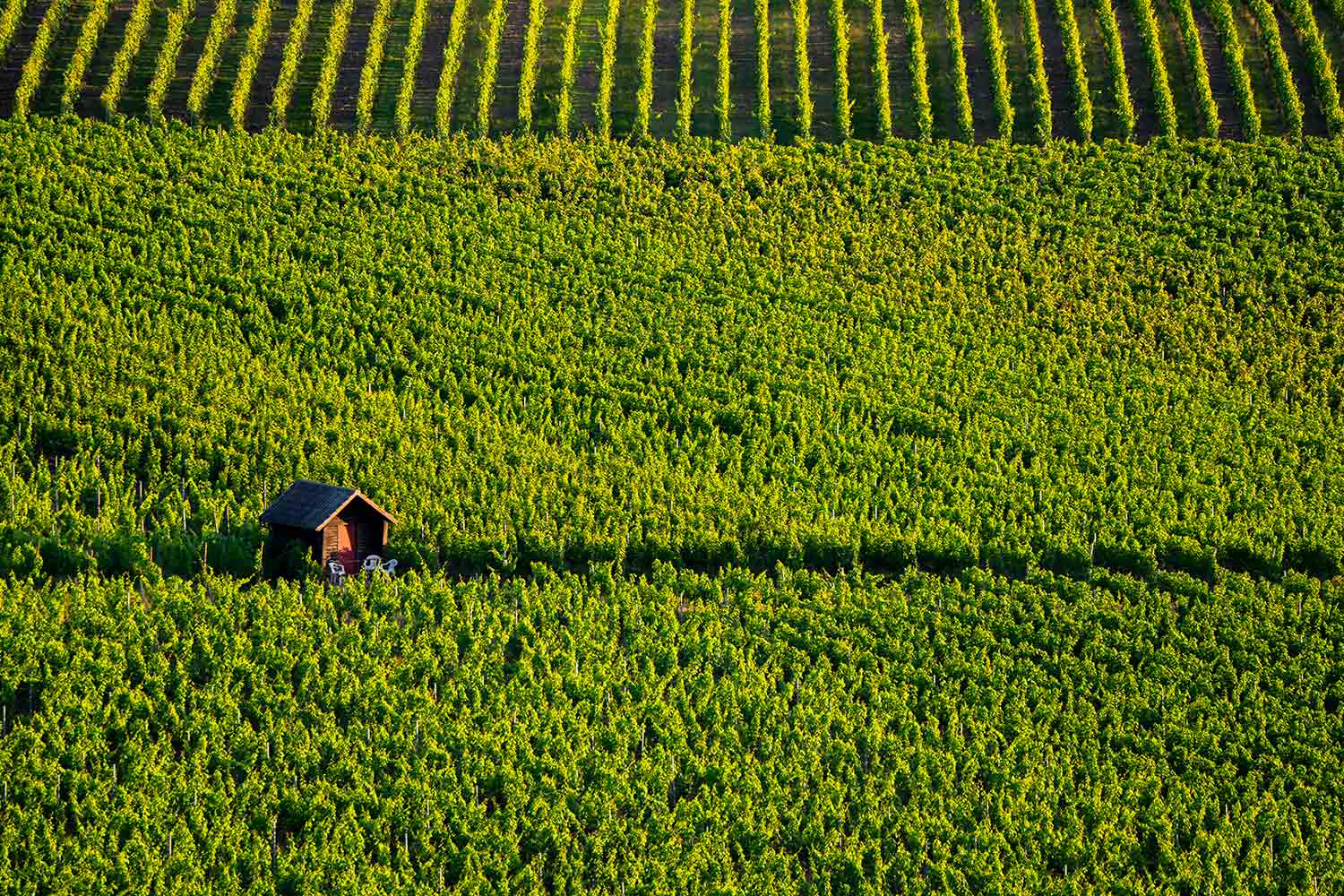Télétravailler au cœur des vignes : comment organiser son séjour ?