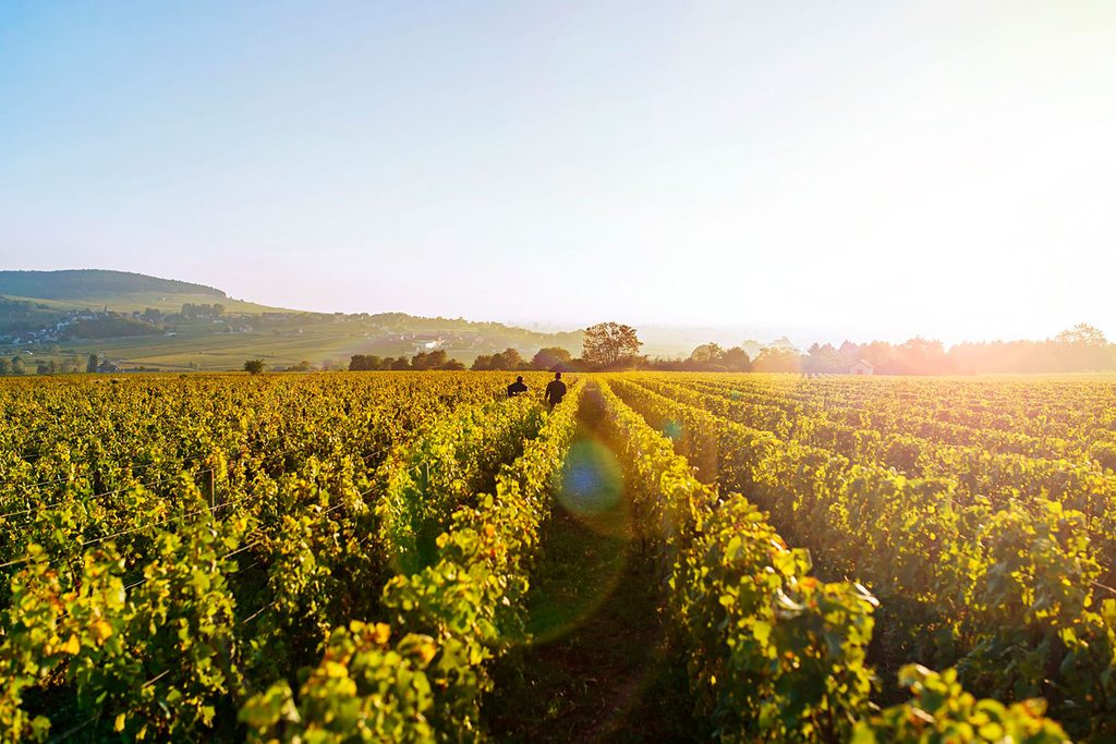 Gel, grêle, canicule : comment les vignerons protègent leur récolte