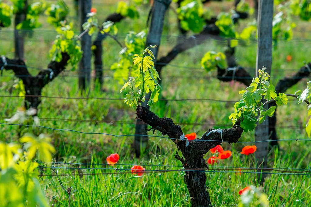 Gel, grêle, canicule : comment les vignerons protègent leur récolte