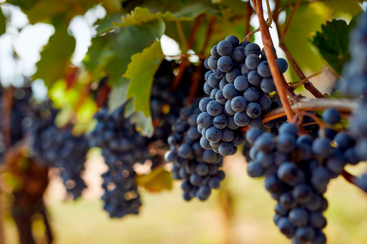 Gel, grêle, canicule : comment les vignerons protègent leur récolte