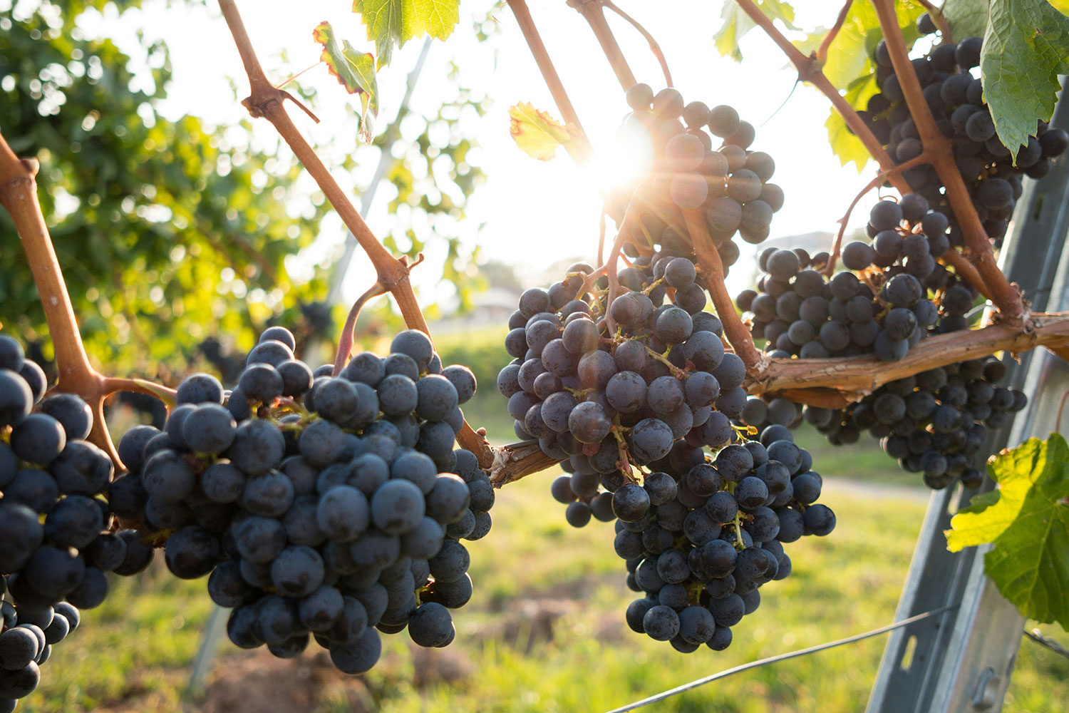 Tailler la vigne à la machine : où en sont vraiment les robots dans les rangs françai